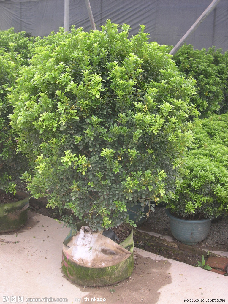 【成都植物租赁】米兰