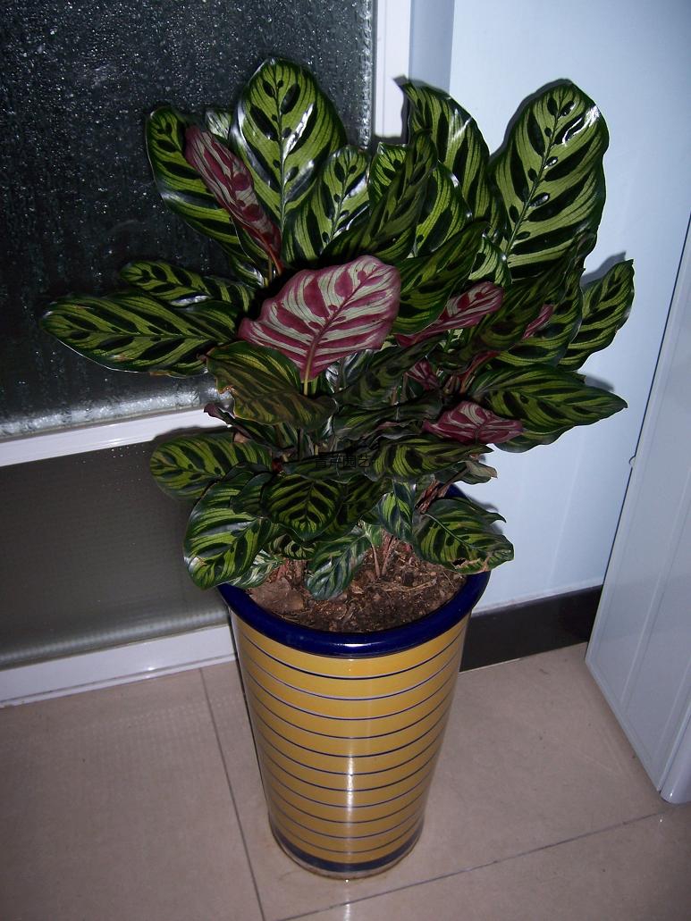 【成都植物租赁】孔雀竹芋