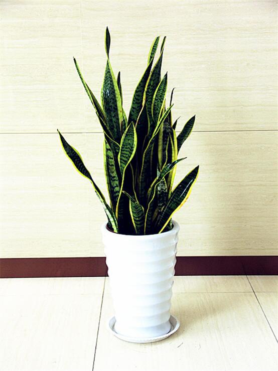 【成都植物租赁】虎皮兰