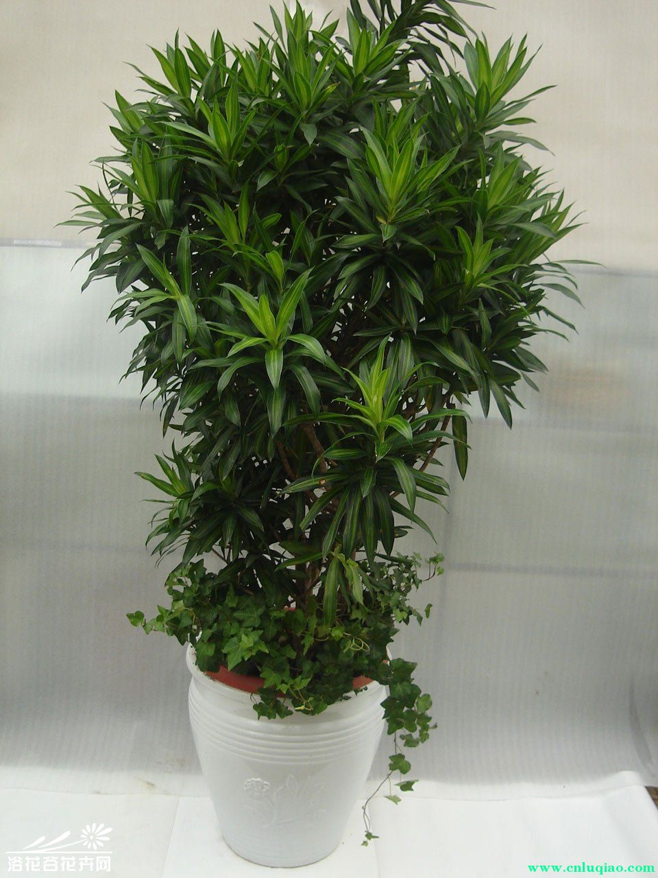 【成都植物租赁】百合竹