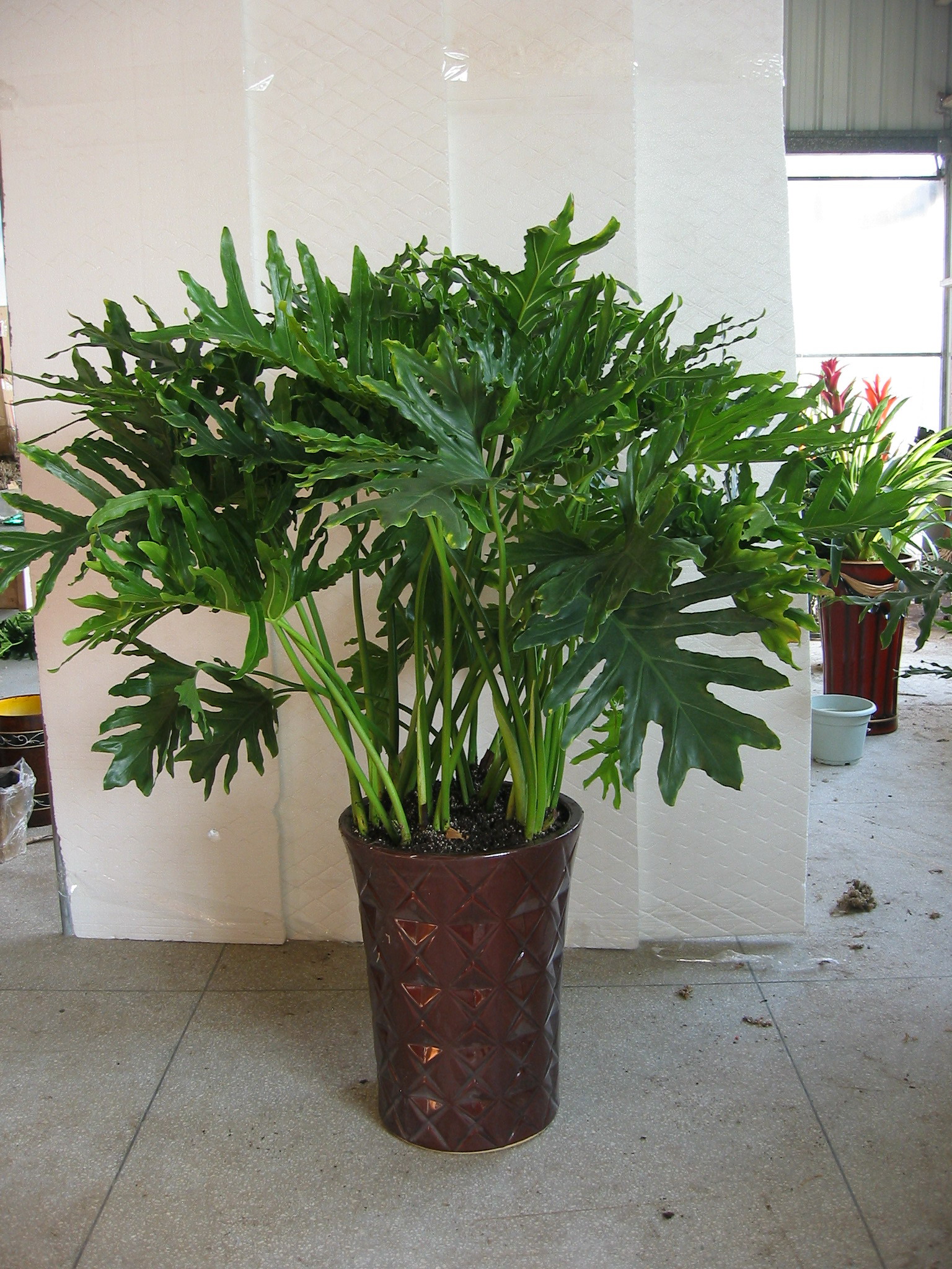 【成都植物租赁】春羽