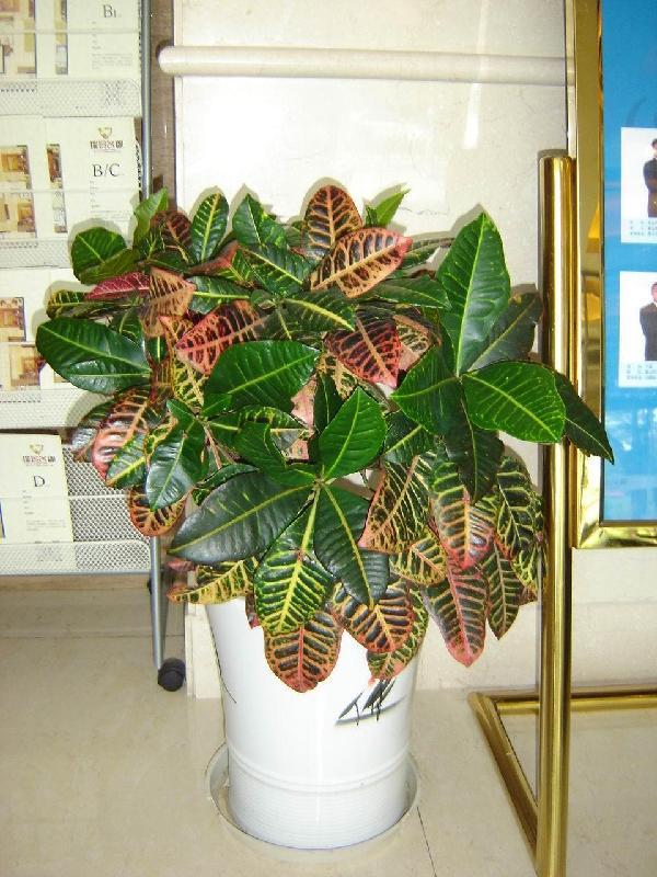 【成都植物租赁】变叶木