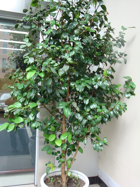 【成都植物租赁】茶花树