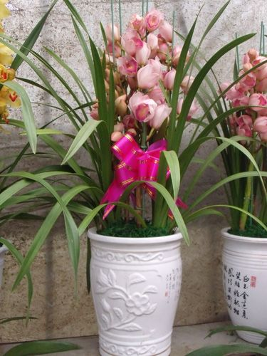 【成都植物租赁】精品 大花蕙兰