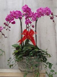 【成都植物租赁】精品 蝴蝶兰