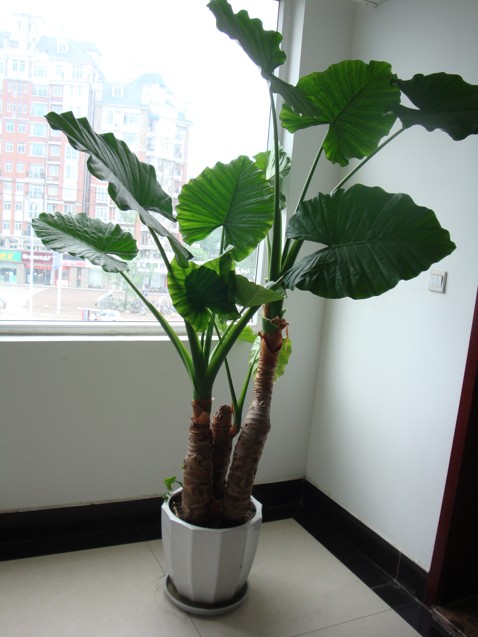 【成都植物租赁】滴水观音