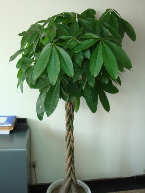 【成都植物租赁】发财树