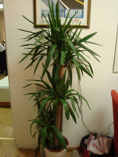 【成都植物租赁】荷兰铁