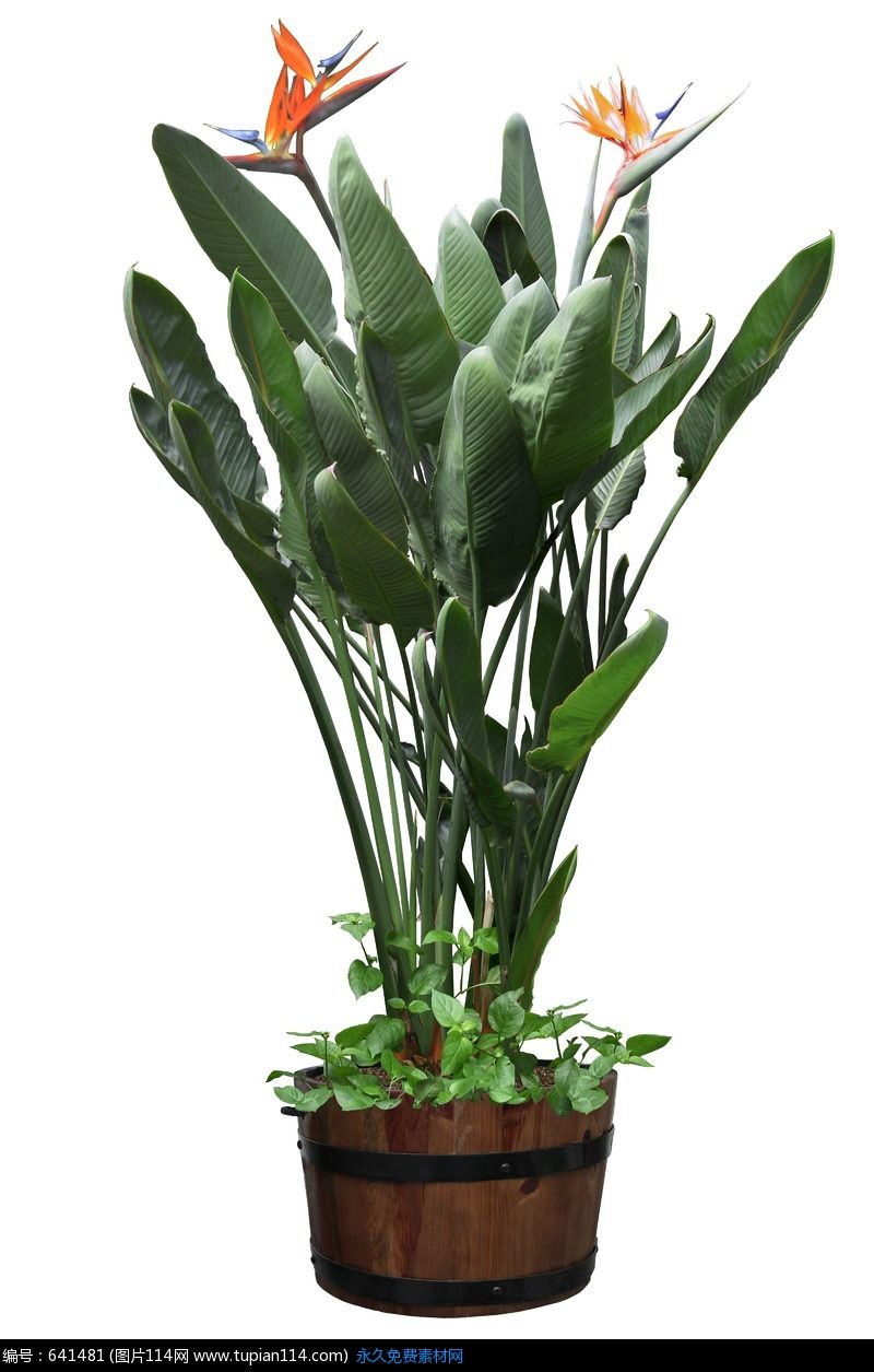 【成都植物租赁】鹤望兰