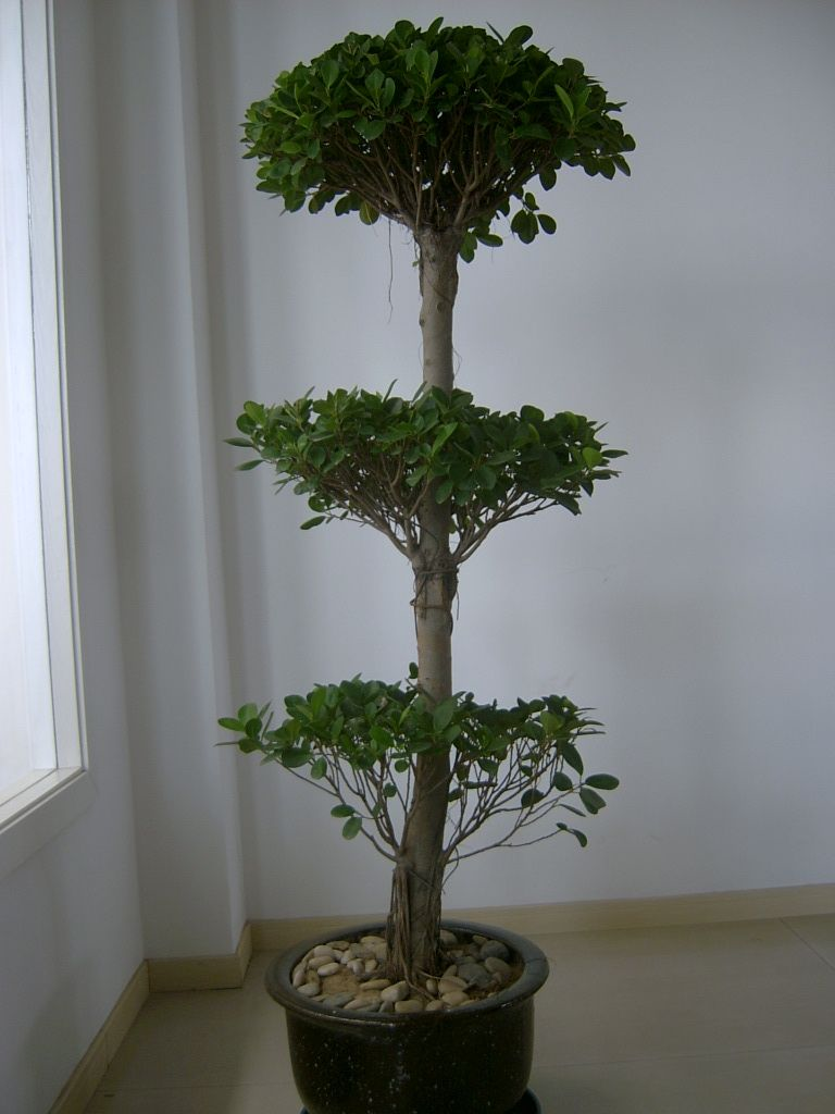 【成都植物租赁】榕树