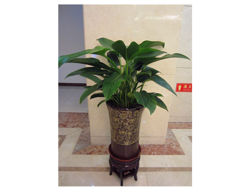 【成都植物租赁】金钻