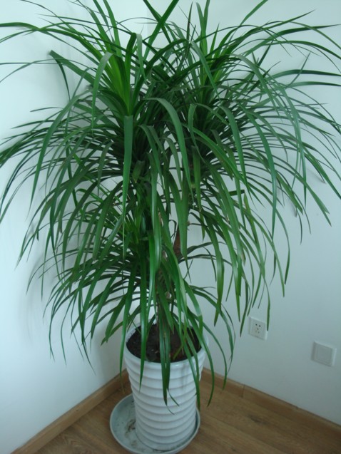 【成都植物租赁】龙血树