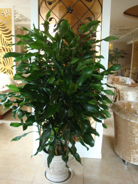 【成都植物租赁】螺纹铁