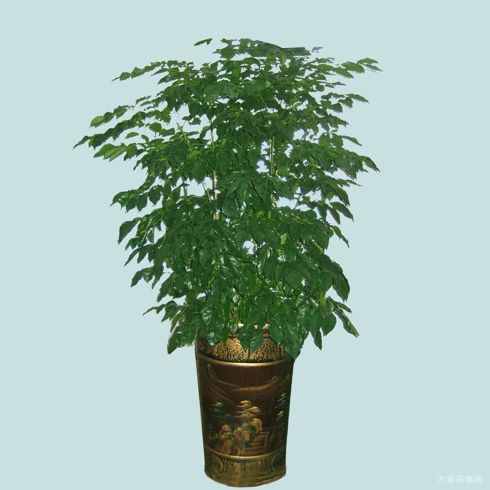 【成都植物租赁】绿元宝