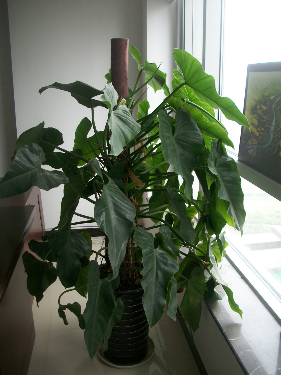 【成都植物租赁】绿宝石