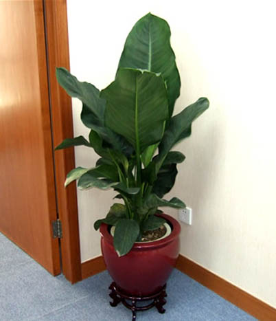 【成都植物租赁】绿巨人