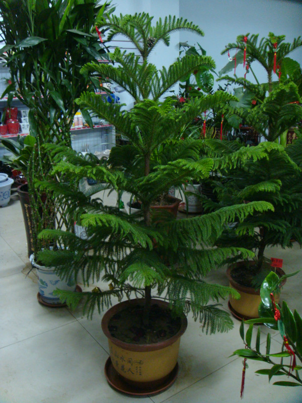 【成都植物租赁】南洋杉