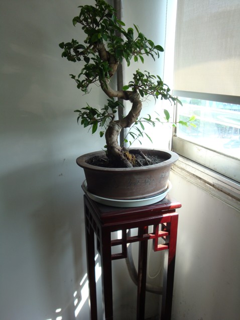 【成都植物租赁】榕树桩头