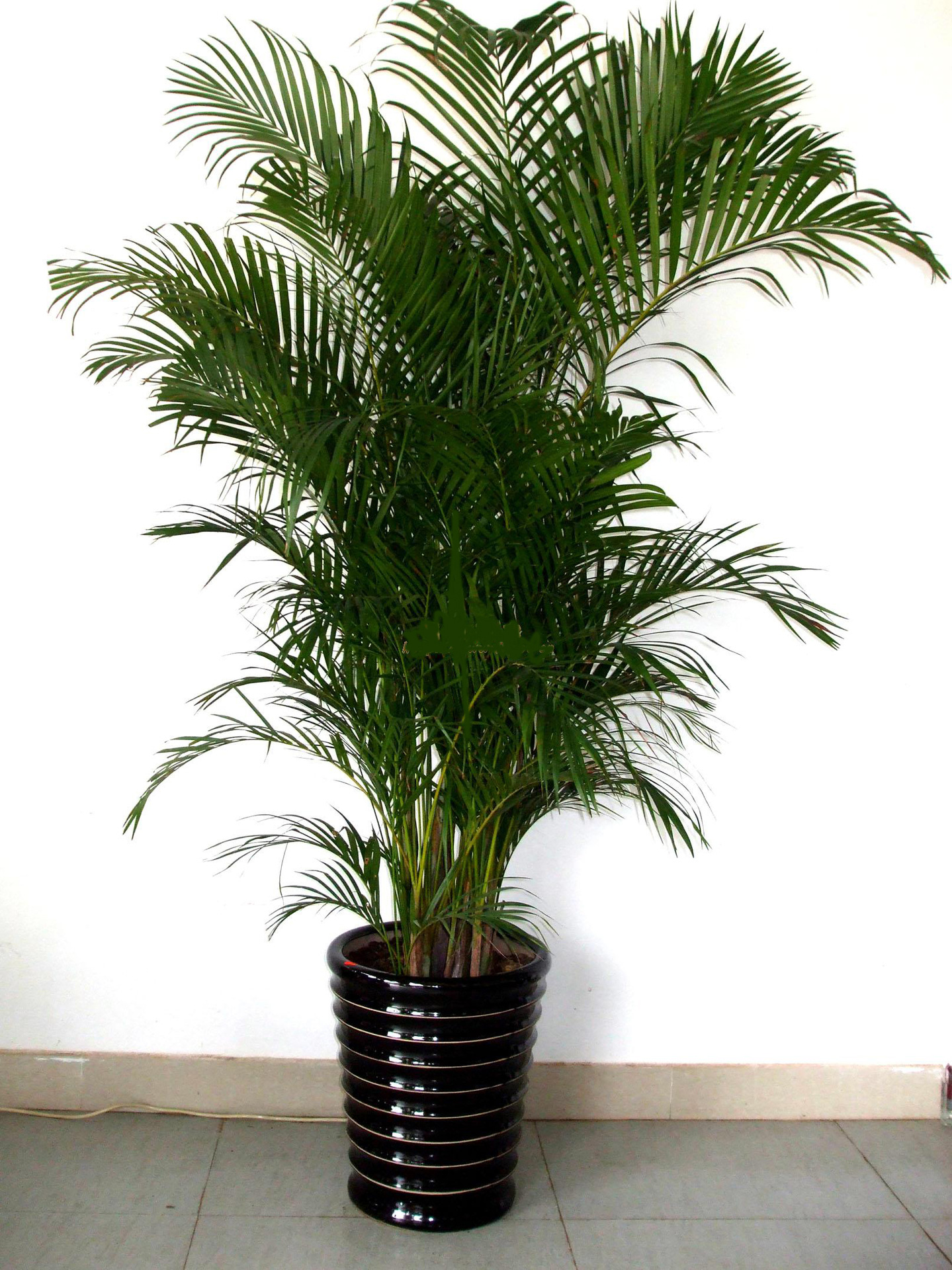 【成都植物租赁】散尾葵/凤尾竹