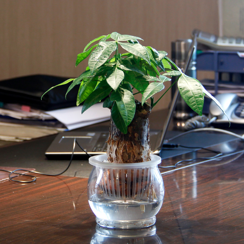 【成都植物租赁】发财树