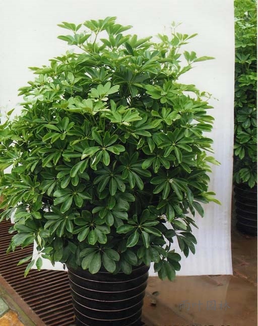 【成都植物租赁】鸭脚木/招财树