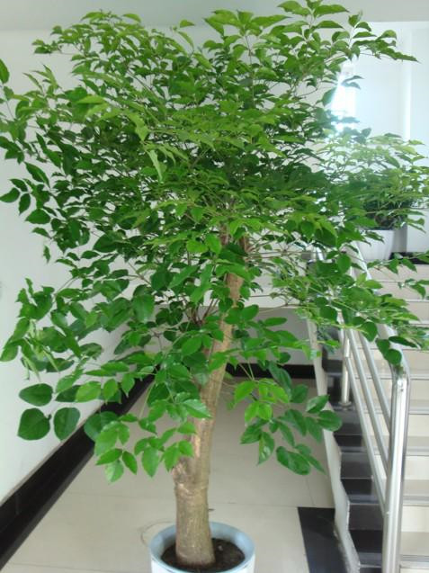 【成都植物租赁】幸福树