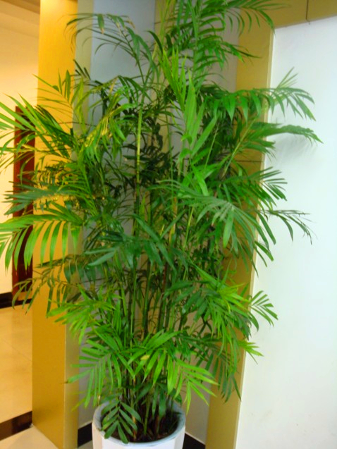 【成都植物租赁】夏威夷