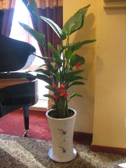 【成都植物租赁】天堂鸟