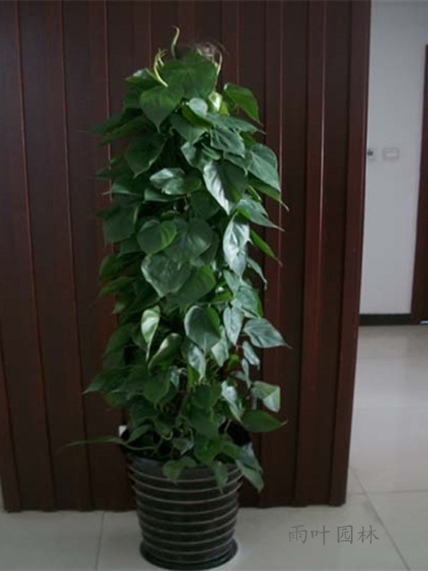【成都植物租赁】青叶藤