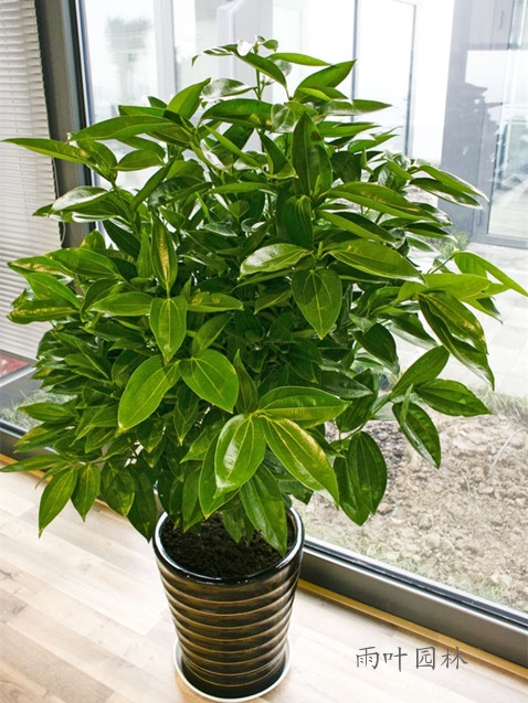 【成都植物租赁】平安树