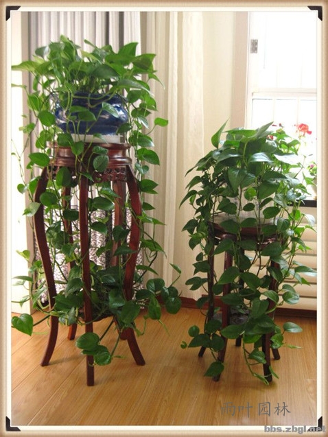 【成都植物租赁】绿萝花架