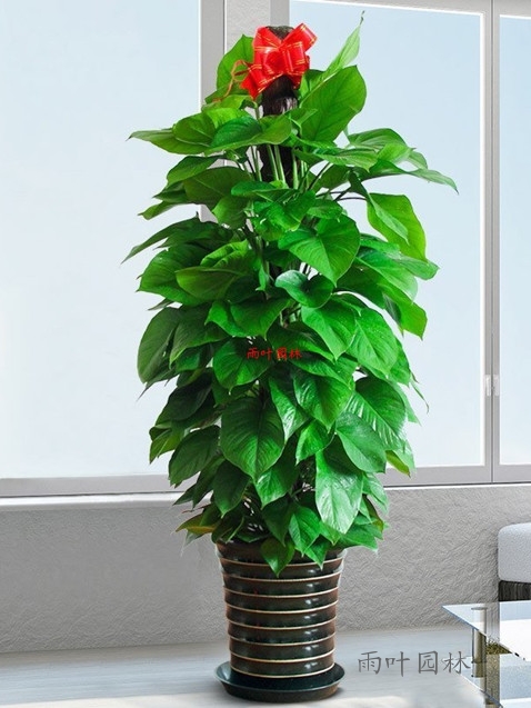 【成都植物租赁】绿萝