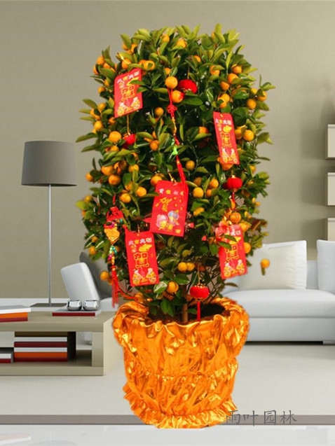 【成都植物租赁】金橘