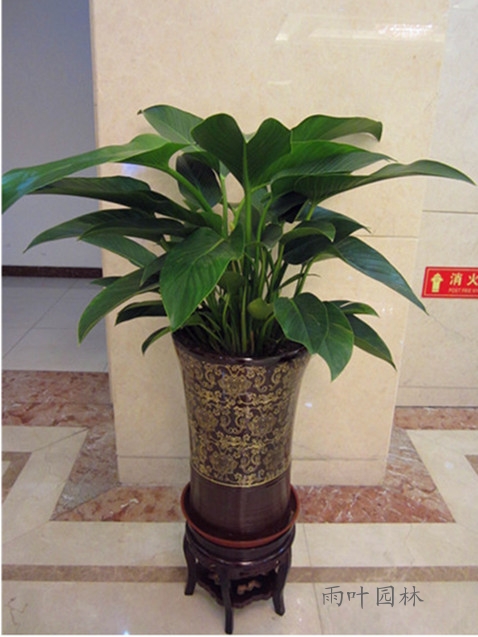 【成都植物租赁】金钻